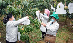 Sơn La: Nâng cao chất lượng, mẫu mã sản phẩm trái cây xuất khẩu