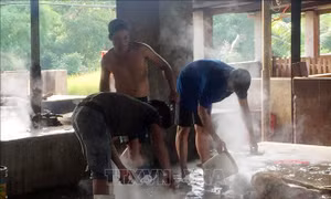 Các địa phương tiếp tục khẩn trương phòng, chống dịch tả lợn châu Phi