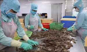 Xuất khẩu tôm dự báo sẽ tiếp đà tăng trưởng
