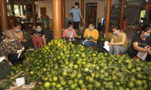 Gỡ nút thắt tiêu thụ cho cam Hà Giang