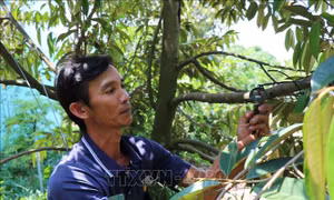 Xây dựng những nông dân chuyên nghiệp trên đất Sen hồng - Bài 1: Tư duy mới, hành động mới