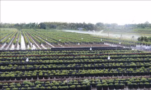 Nông dân đạt lợi nhuận kép trong sản xuất nông nghiệp