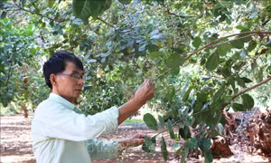 Giá điều tăng nhưng năng suất giảm