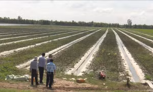 Long An: Gần 13.000 ha lúa, hoa màu bị ảnh hưởng do mưa, triều cường