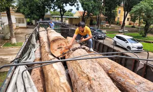 Phát hiện vụ vận chuyển gỗ lậu lớn ở vùng biên Gia Lai