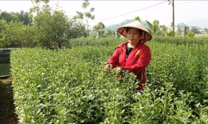 Chuyển đổi cơ cấu cây trồng trên đất lúa kém hiệu quả