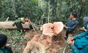 Bắt quả tang 5 đối tượng khai thác gỗ rừng trái phép