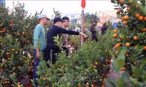 Nhộn nhịp thị trường hoa cây cảnh, giá không nhiều biến động