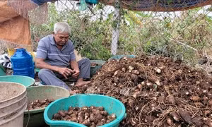 Xây dựng thương hiệu khoai môn Láng Dài