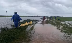 Hơn 2.700 ha lúa non ở Quảng Trị bị ảnh hưởng do mưa lớn kéo dài