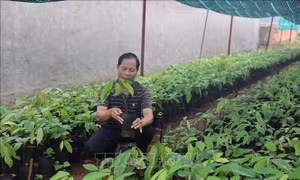 Khan hiếm nguồn cây giống ca cao