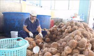 Giá dừa giảm mạnh, Bến Tre kiến nghị hỗ trợ xuất khẩu dừa và các sản phẩm dừa