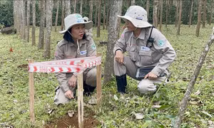 'Bông hồng thép' hồi sinh vùng 'đất chết'
