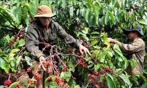 Nông nghiệp Tây Nguyên thích ứng với biến đổi khí hậu - Bài 4: Ứng dụng thành tựu khoa học vào sản xuất