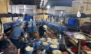 Khởi tố đối tượng sản xuất, kinh doanh 30 tấn giá đỗ có sử dụng chất cấm