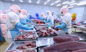 Chất xúc tác thúc đẩy tăng trưởng xuất khẩu cá ngừ của Việt Nam