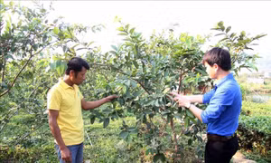Hỗ trợ thanh niên vùng cao khởi nghiệp, lập nghiệp
