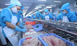 FSIS đề xuất công nhận hệ thống kiểm soát cá tra của Việt Nam tương đương Mỹ