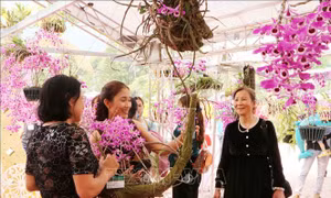 Hơn 1.000 giò lan khoe sắc tại triển lãm 'Hương sắc Lai Châu'