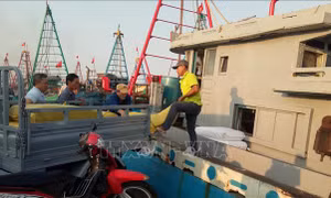 Bà Rịa-Vũng Tàu: Ngư dân Bình Châu vươn khơi, bám biển