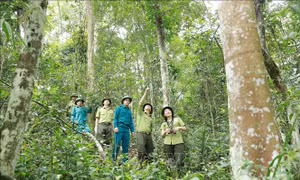 Phê duyệt Chương trình phát triển lâm nghiệp bền vững giai đoạn 2021-2025