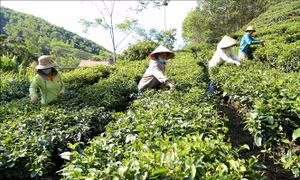 Xây dựng nông thôn mới từ phát triển sản phẩm OCOP