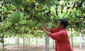 Trà Vinh tiếp tục chuyển đổi 1.550 ha đất sản xuất kém hiệu quả