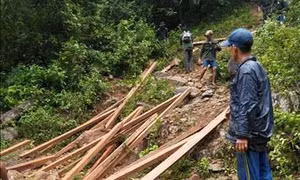Vận chuyển toàn bộ số gỗ do 'lâm tặc' để lại ra khỏi rừng phòng hộ ở Quảng Ngãi