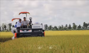Hiệu quả sản xuất lúa từ mô hình cánh đồng liên kết