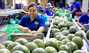 Nhiều cơ hội xuất khẩu mới cho rau quả