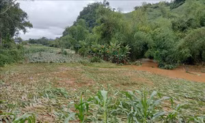 Tích cực tiêu úng cho hơn 28.000 ha cây trồng