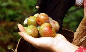 Mận Sơn La sẽ được đưa vào suất ăn hàng không Việt Nam  