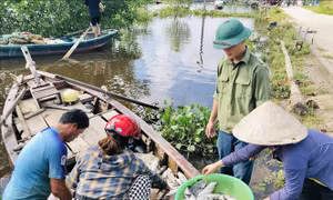 Hơn 50 tấn cá nuôi lồng bè ở Hà Tĩnh bị chết vì sốc nước