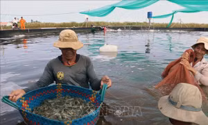 Giải pháp chiến lược trong nuôi trồng thủy sản xuất khẩu