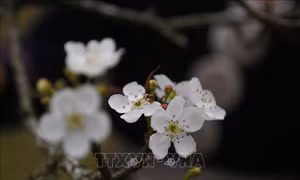 Khai mạc lễ hội Hoa lê Hồng Thái