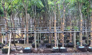 Hướng mới từ trồng hoa cảnh công trình ở làng hoa Sa Đéc