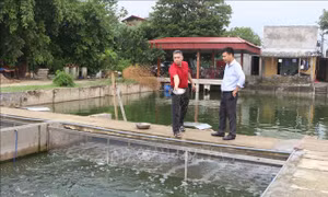 Nuôi cá ứng dụng công nghệ 'sông trong ao'   