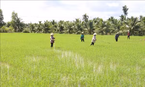 Cần giải bài toán thiếu lao động trong nông nghiệp