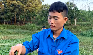 Giàu lên từ nuôi ốc nhồi