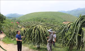 'Nữ tướng' ở xã vùng cao Yên Phú