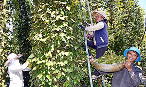 Ra văn bản 'khẩn' huy động nhân công giúp dân thu hoạch hồ tiêu