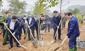 Phát động 'Tết trồng cây - Đời đời nhớ ơn Bác Hồ' Xuân Ất Tỵ 2025