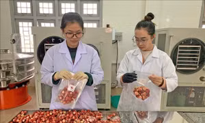 'Biến hóa', nâng tầm giá trị nông sản Đà Lạt