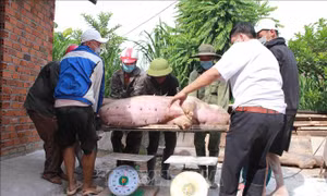 Kiểm soát chặt hoạt động các cơ sở giết mổ để phòng dịch tả lợn châu Phi
