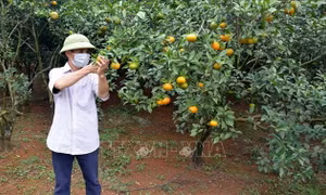 Huyện miền núi Thanh Hóa vươn tới xóa nghèo 