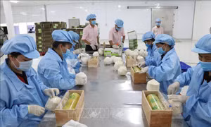 Thương vụ Việt Nam tại Đức lưu ý doanh nghiệp để tránh rủi ro ở thị trường EU