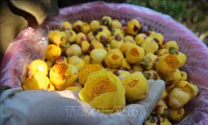 Trà hoa vàng - cây thoát nghèo của người dân Ba Chẽ (Quảng Ninh)