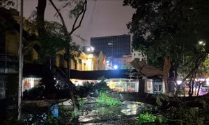 Hà Nội: Hàng nghìn ha lúa, hoa màu thiệt hại; hàng trăm cây xanh gãy đổ do bão số 3