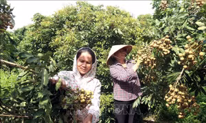 Thủ phủ nhãn lồng thiết lập các kênh tiêu thụ