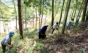 Lai Châu chủ động phòng, chống cháy rừng mùa hanh khô